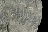 Carboniferous Fossil Fern (Sphenopteris) - Poland #111656-1